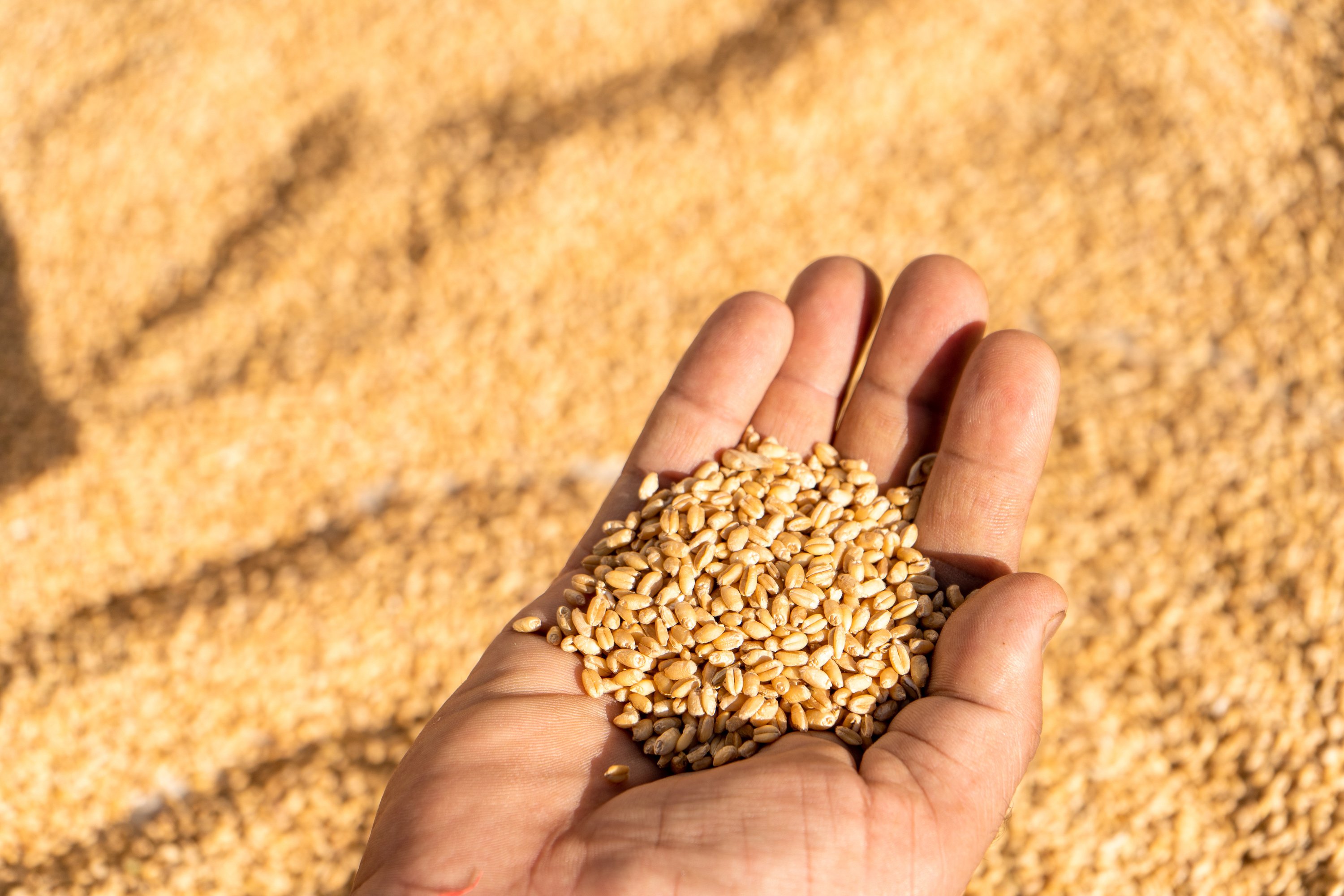 Woman Harvesting Wheat